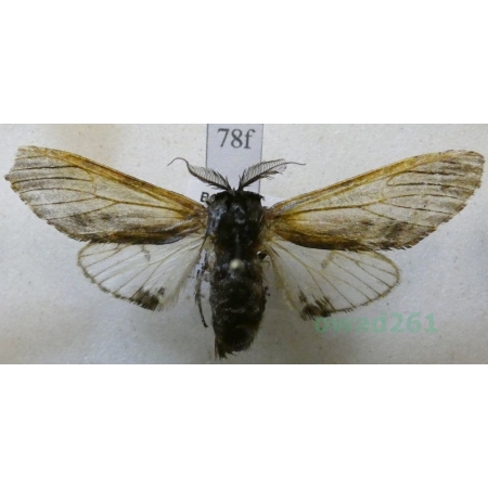 Harpyia milhauseri (Fabricius, 1775) male Wojnica swarożyca Czech78f
